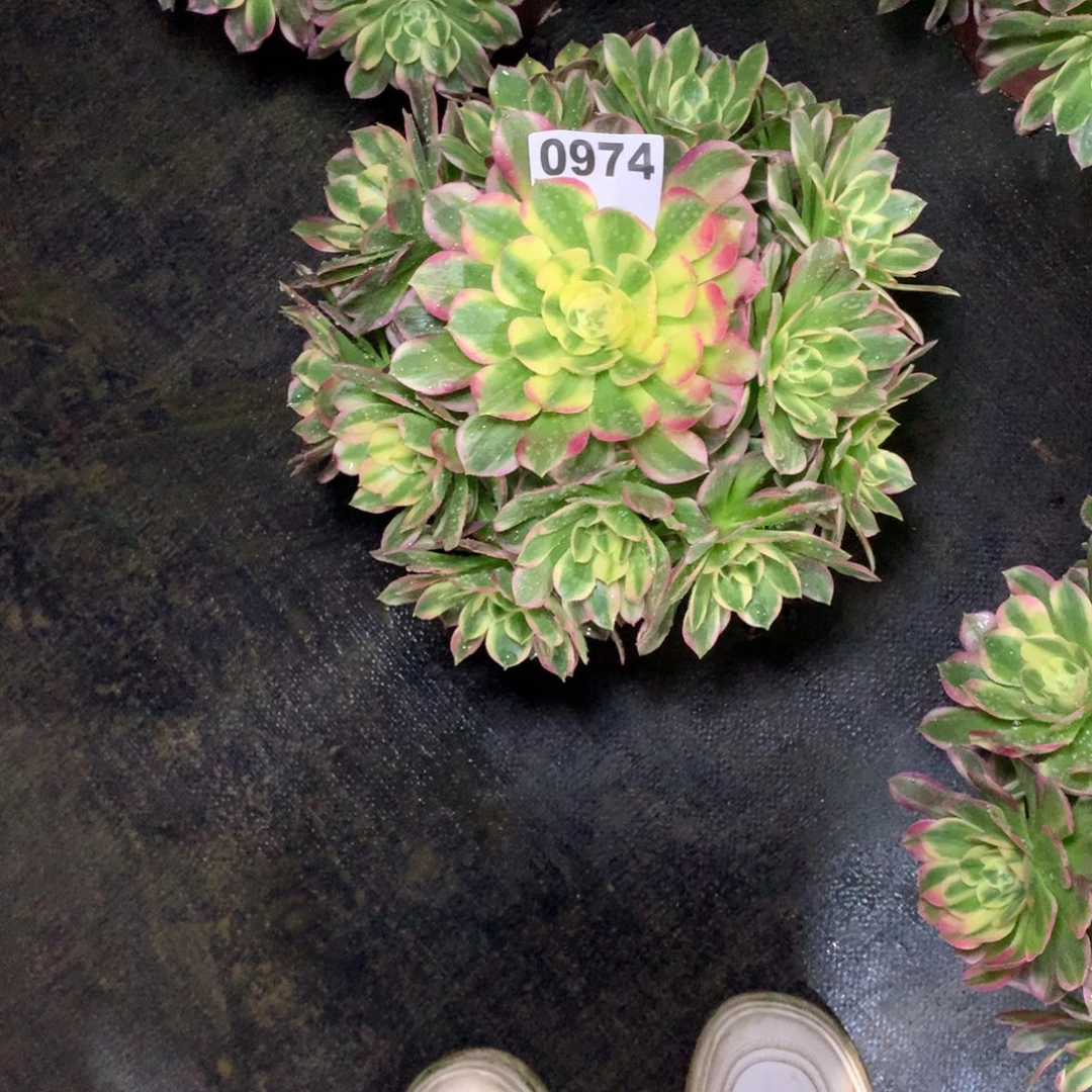 春****海鲜974法师多肉植物3800000