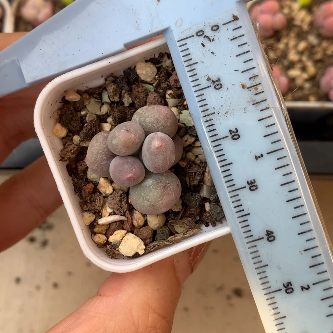 米可奶 不凑满28元发一片叶 不售后 到付