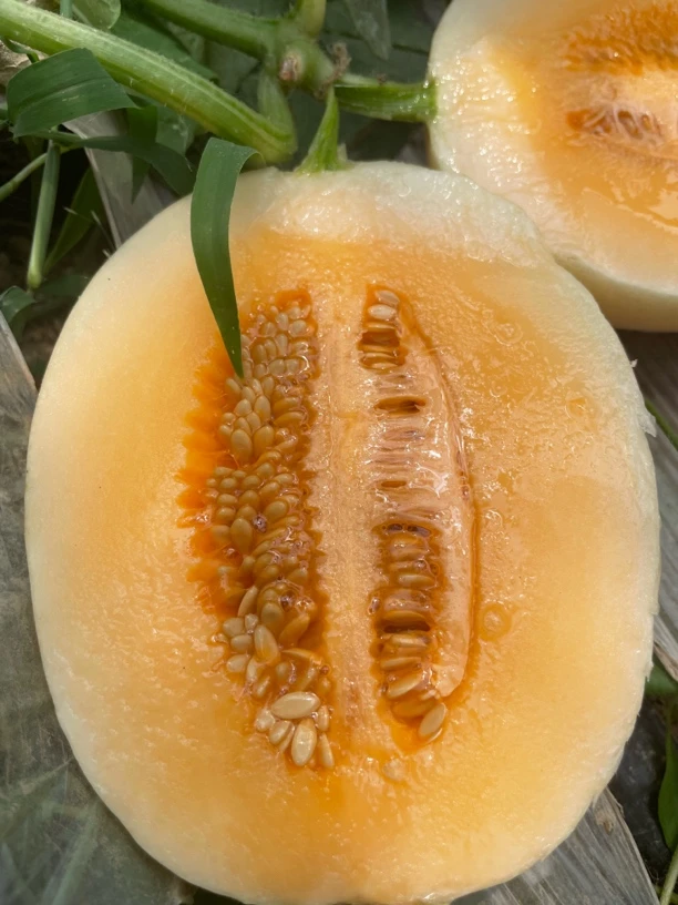 头茬脆甜的白蜜瓜