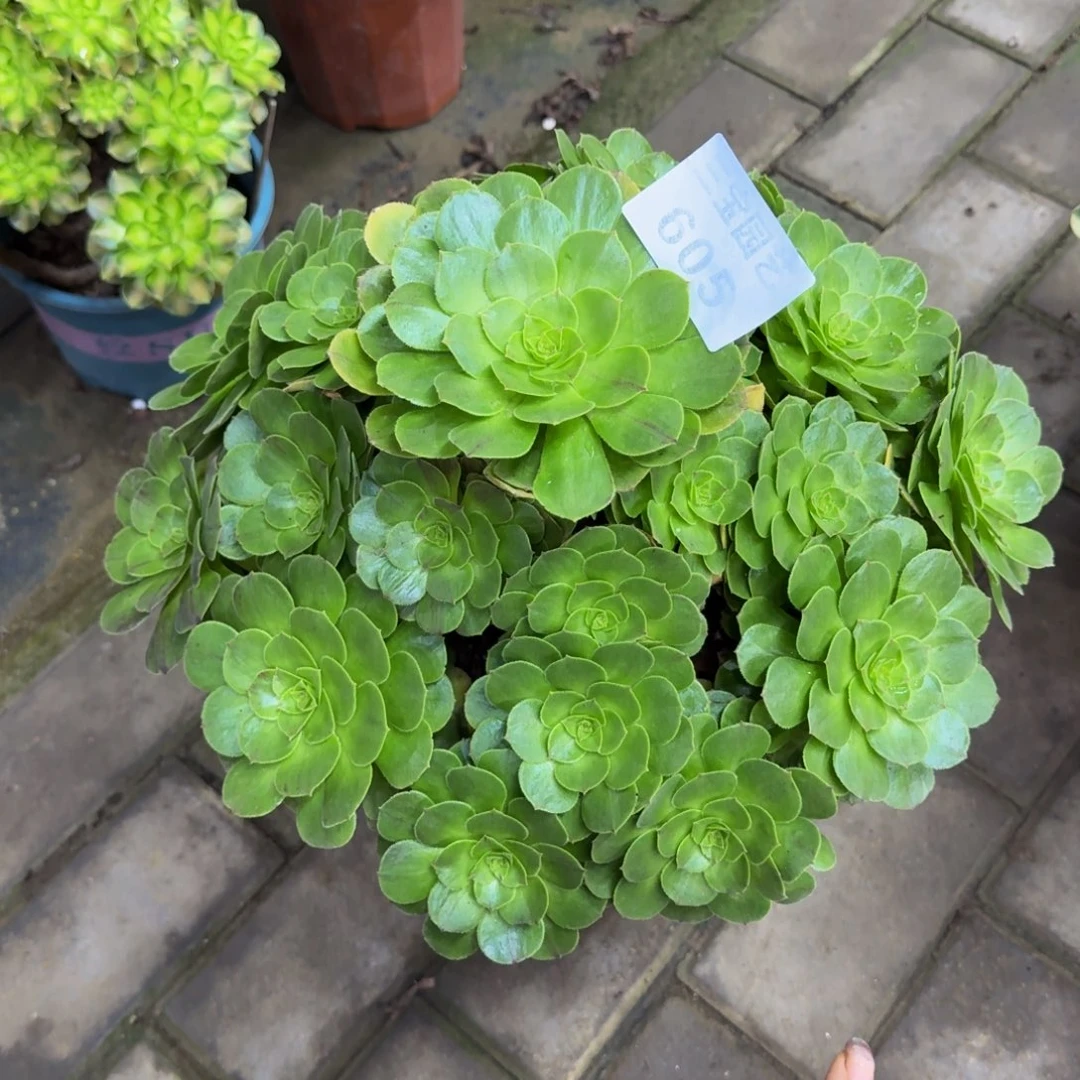 多肉植物605花月夜