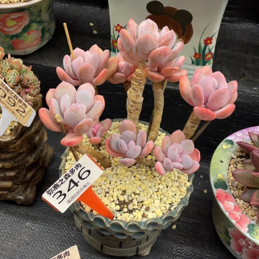 弥鹿之森一物一拍