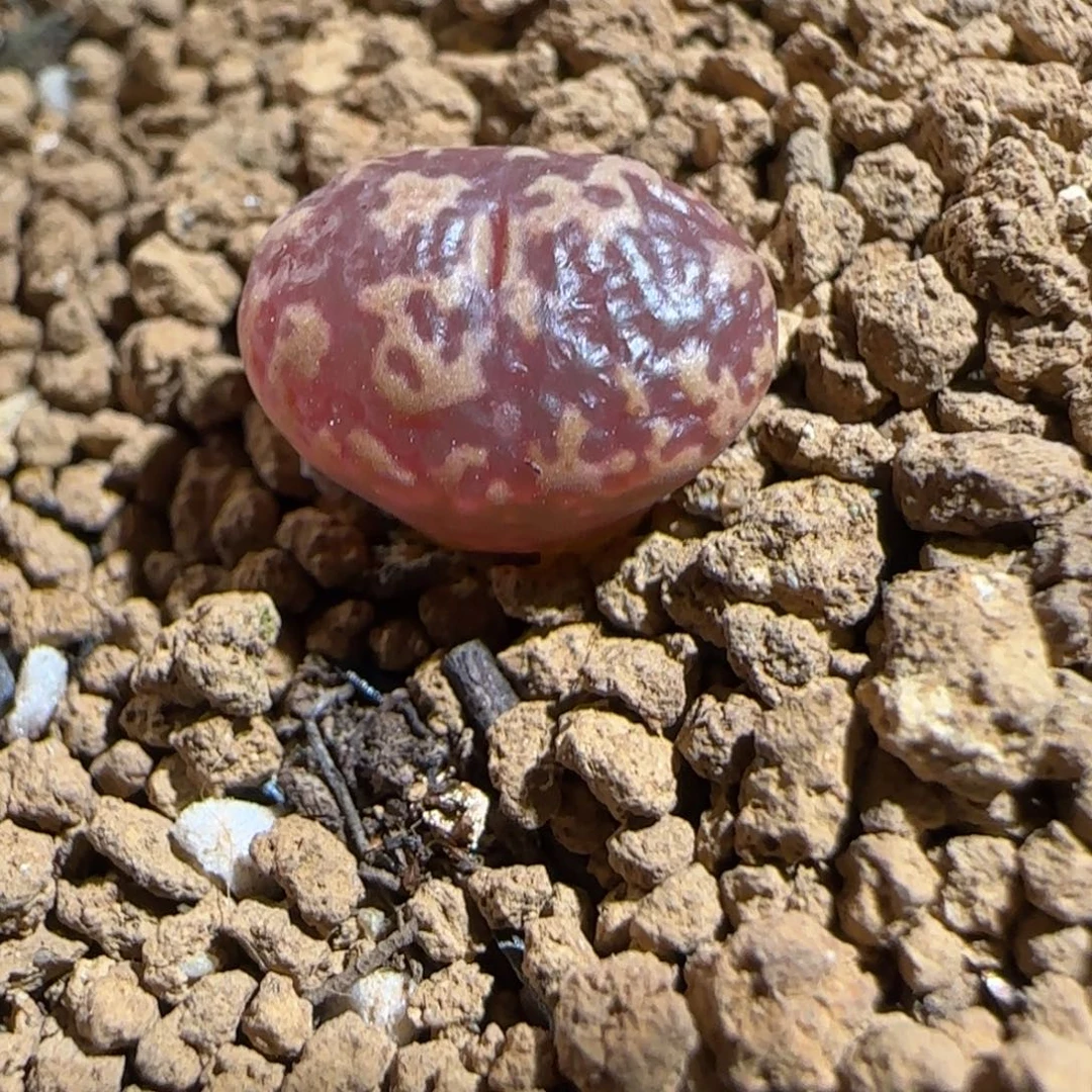 肉锥多肉植物组合-超级泡泡勋693