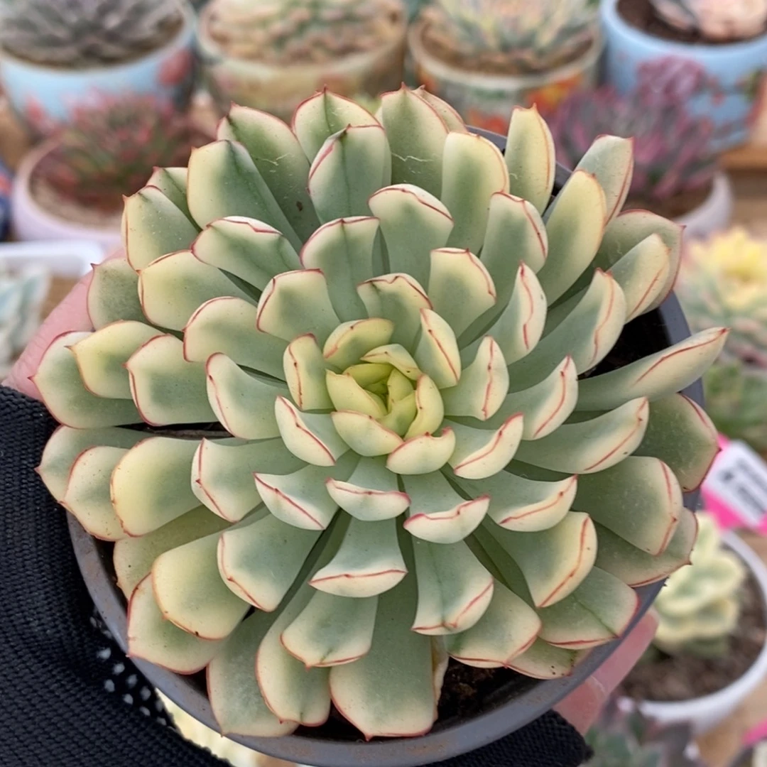 613白梦幻玫瑰锦锦锦锦锦