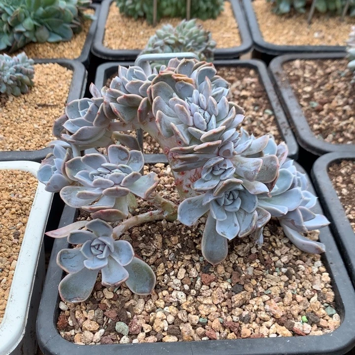 多肉植物汉堡树缀