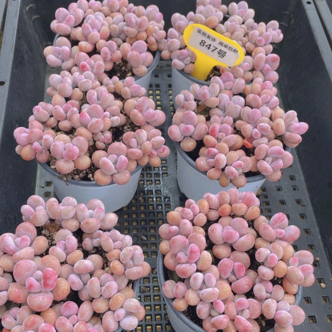 847号 丸叶水光针粉桃蛋组合老桩满满一盆