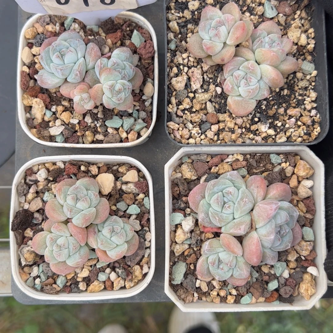 648号冰玉多肉植物