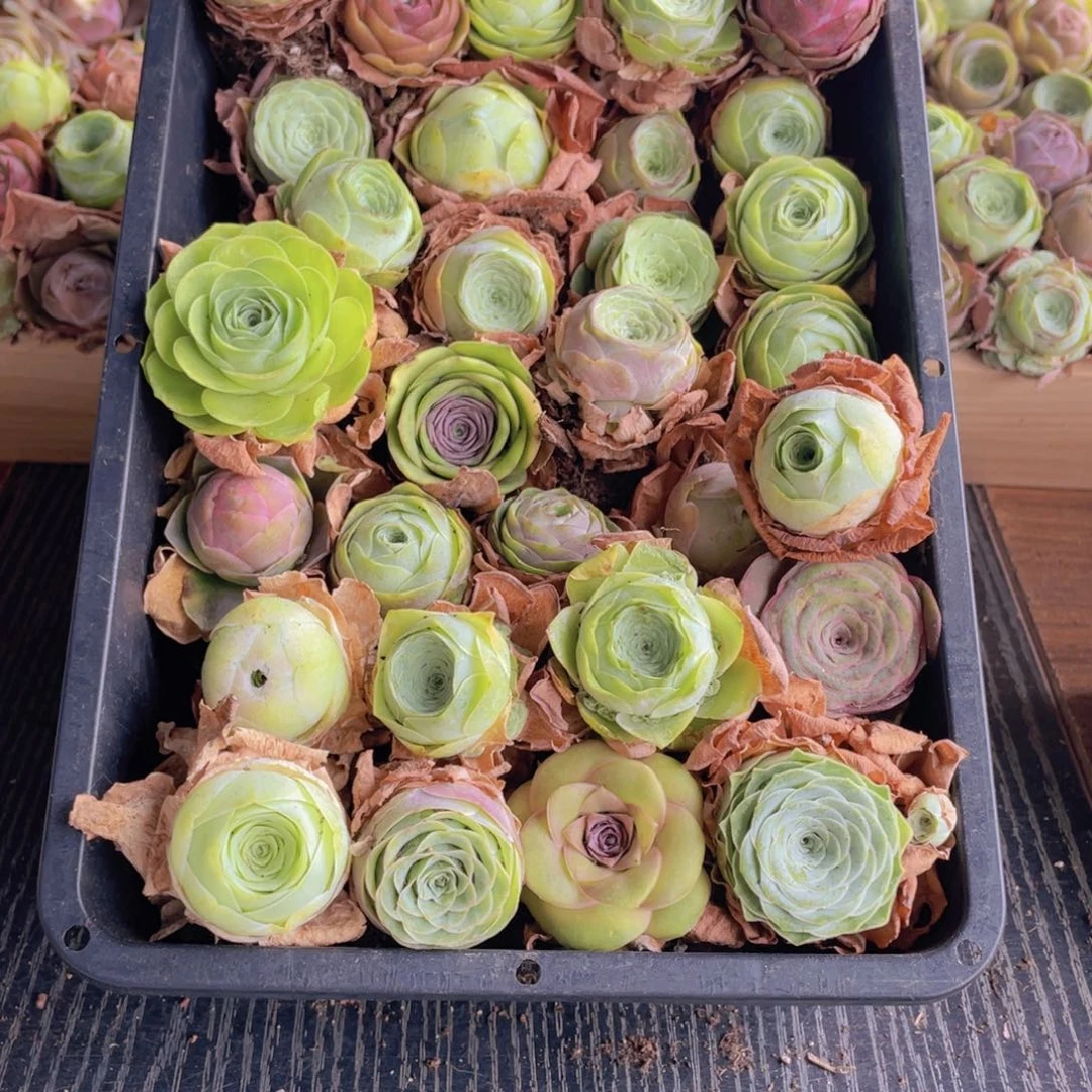 保底三十颗量拍88888