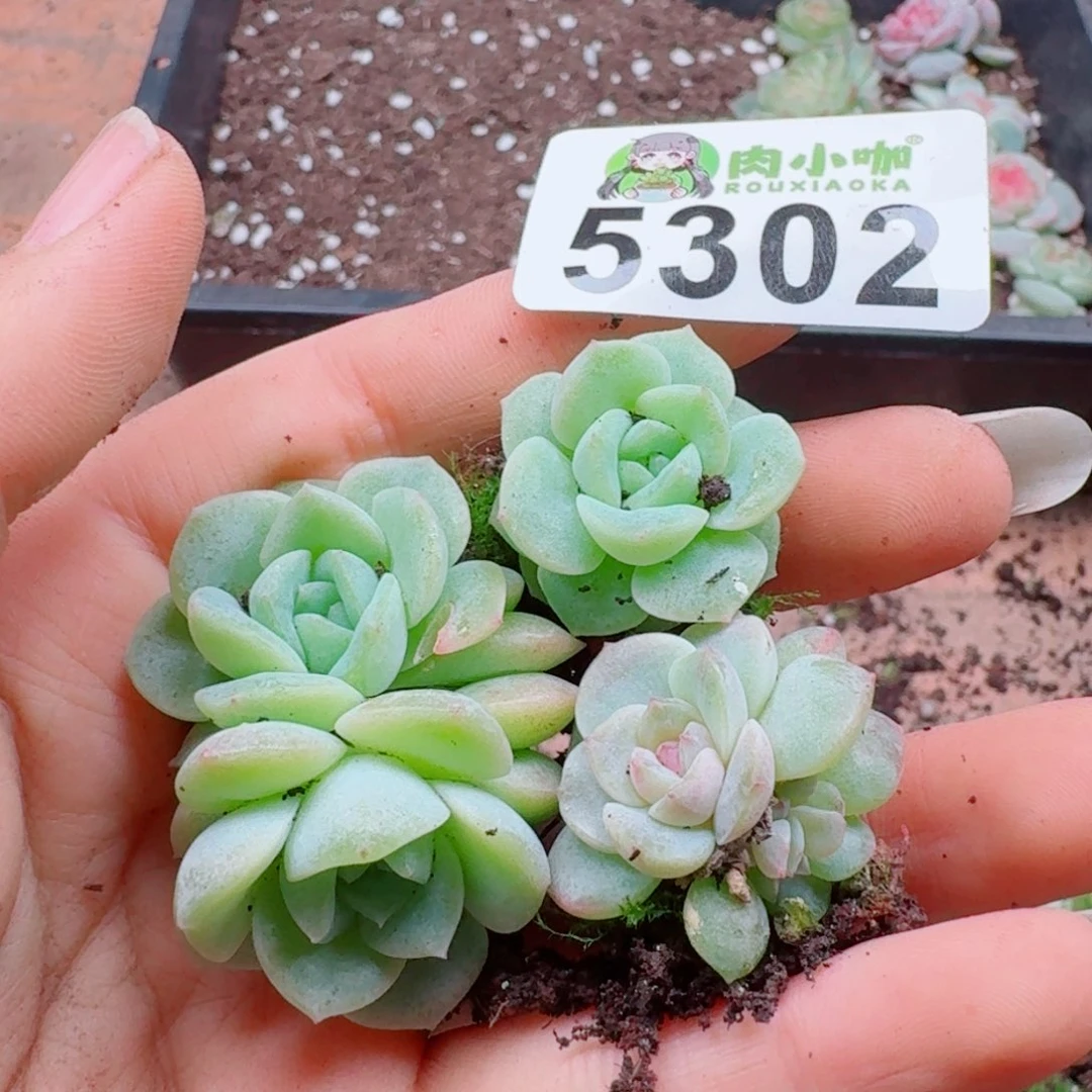 多肉植物多肉植物