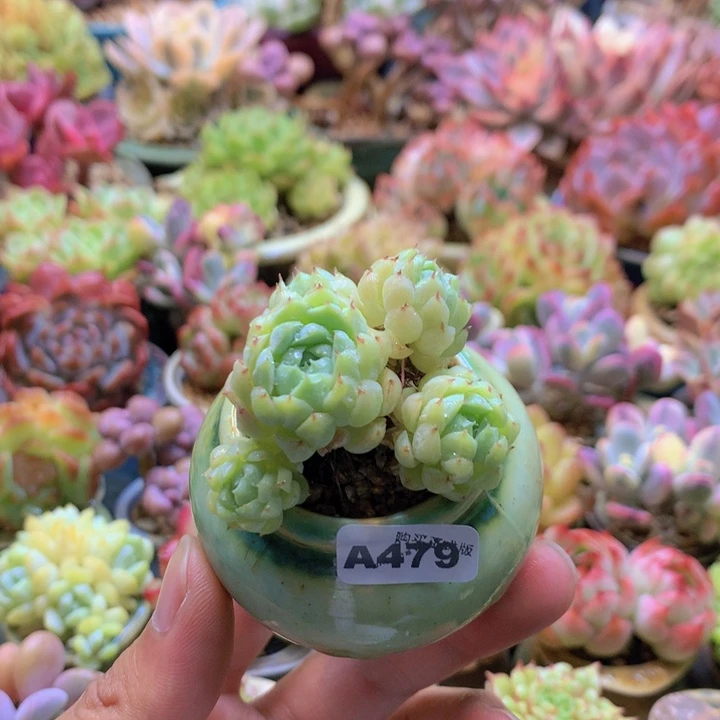 一物一拍含盆土满38包邮A479