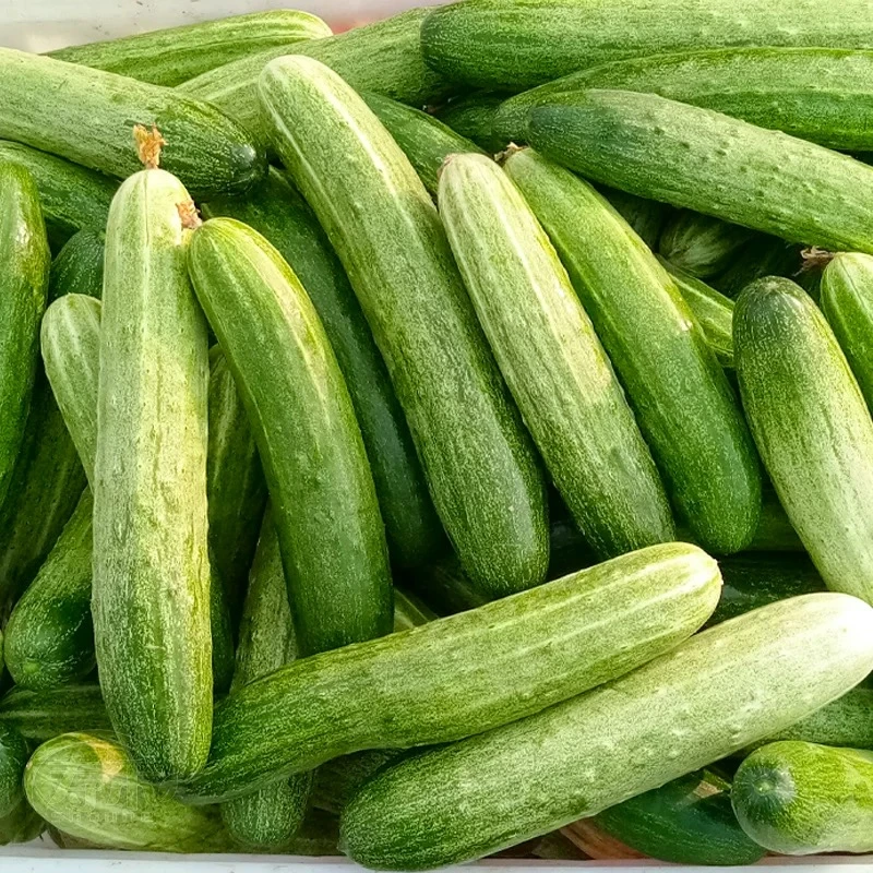 （智富惠农）四川新鲜蔬菜时令旱黄瓜农家土黄瓜现摘现发带刺水果黄瓜3斤5斤