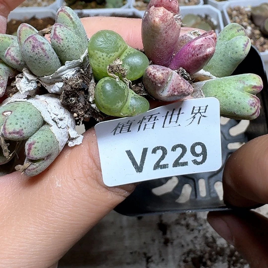 229号多肉植物哇fv