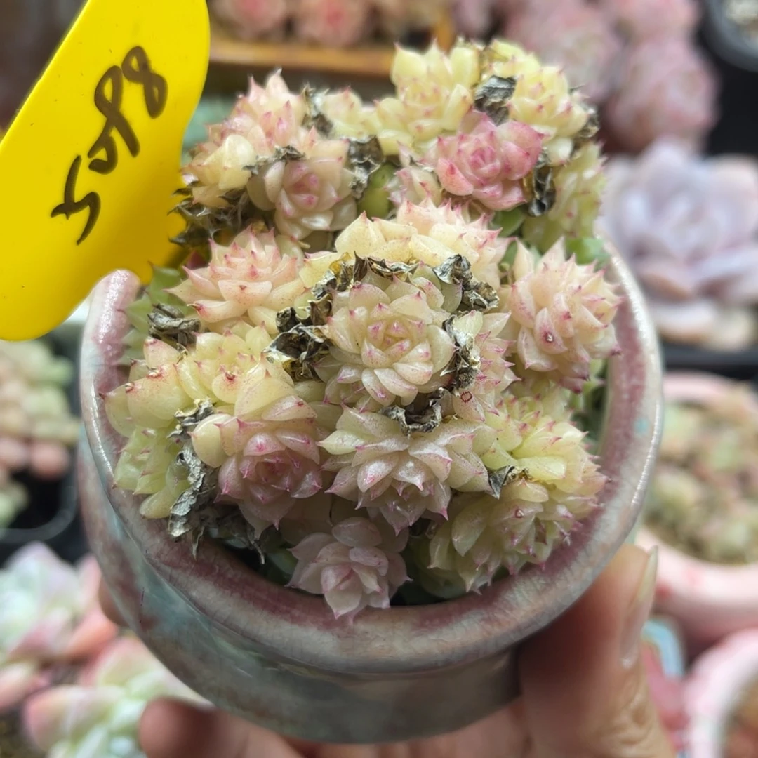 白粉透小脸麦秆群5098