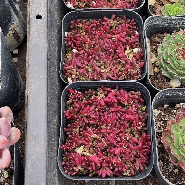 紫米粒带盆土发货