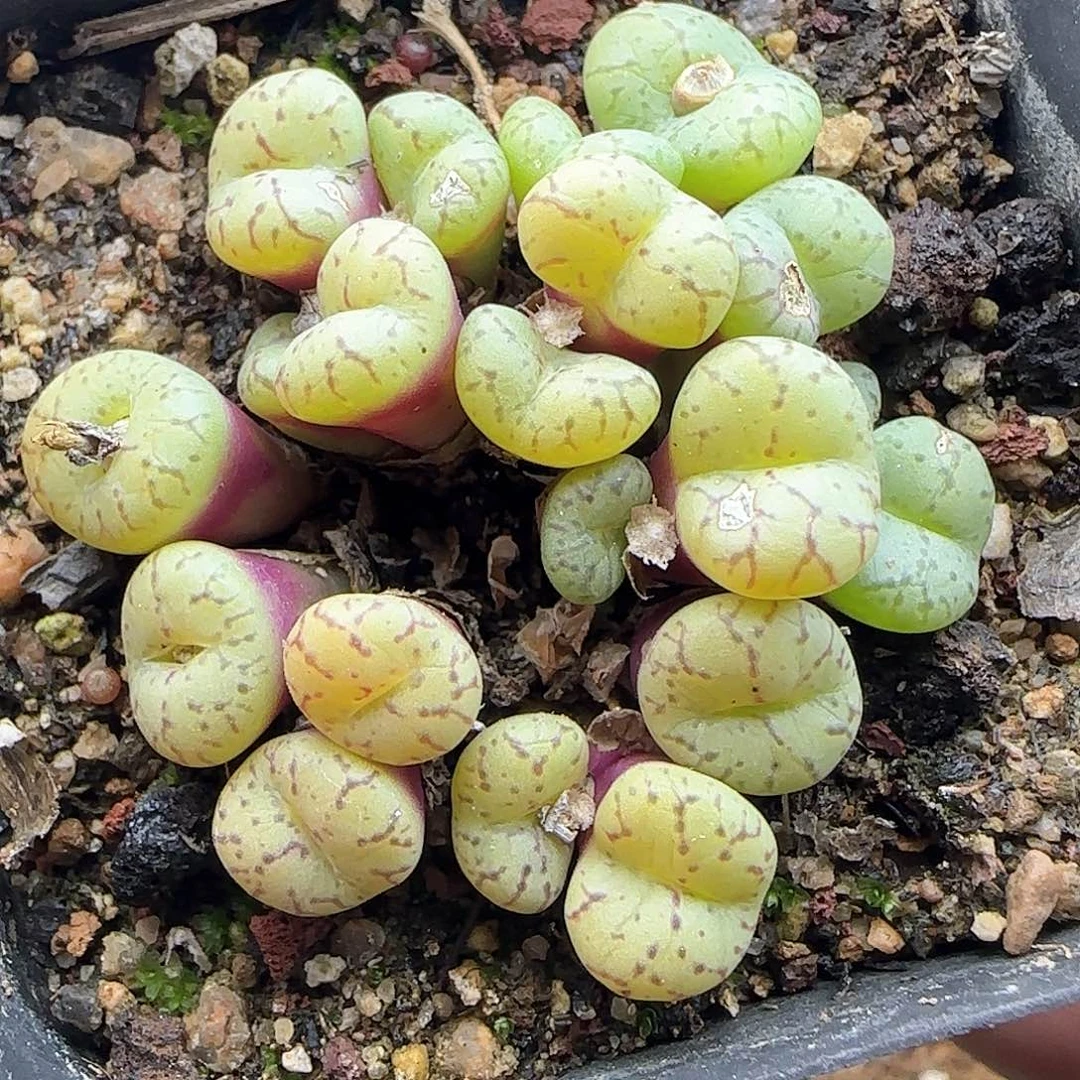 脱土满28包邮24940