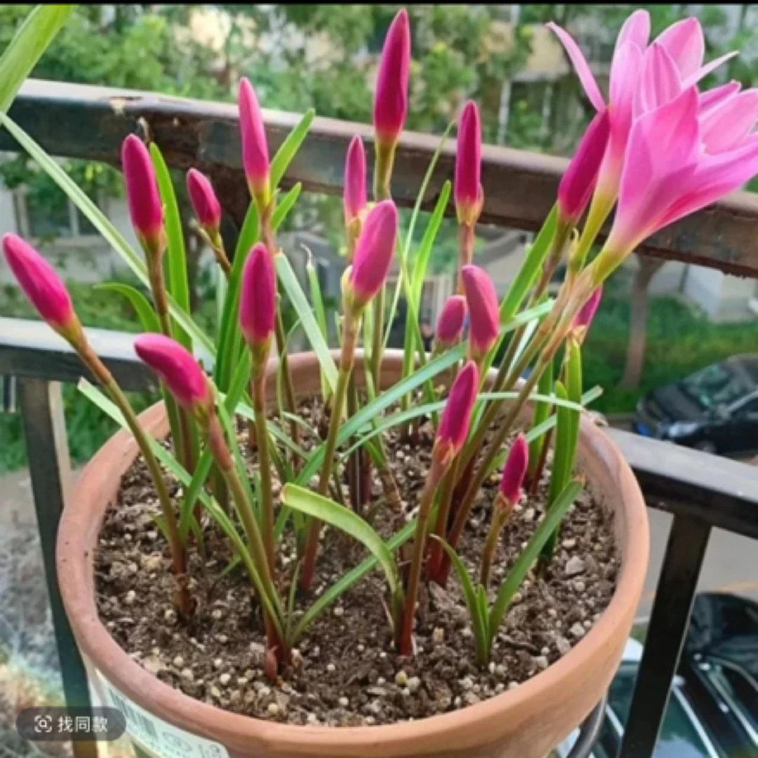 当年开花耐寒耐热四季开花风雨兰种球庭院阳台盆栽花卉好养易活