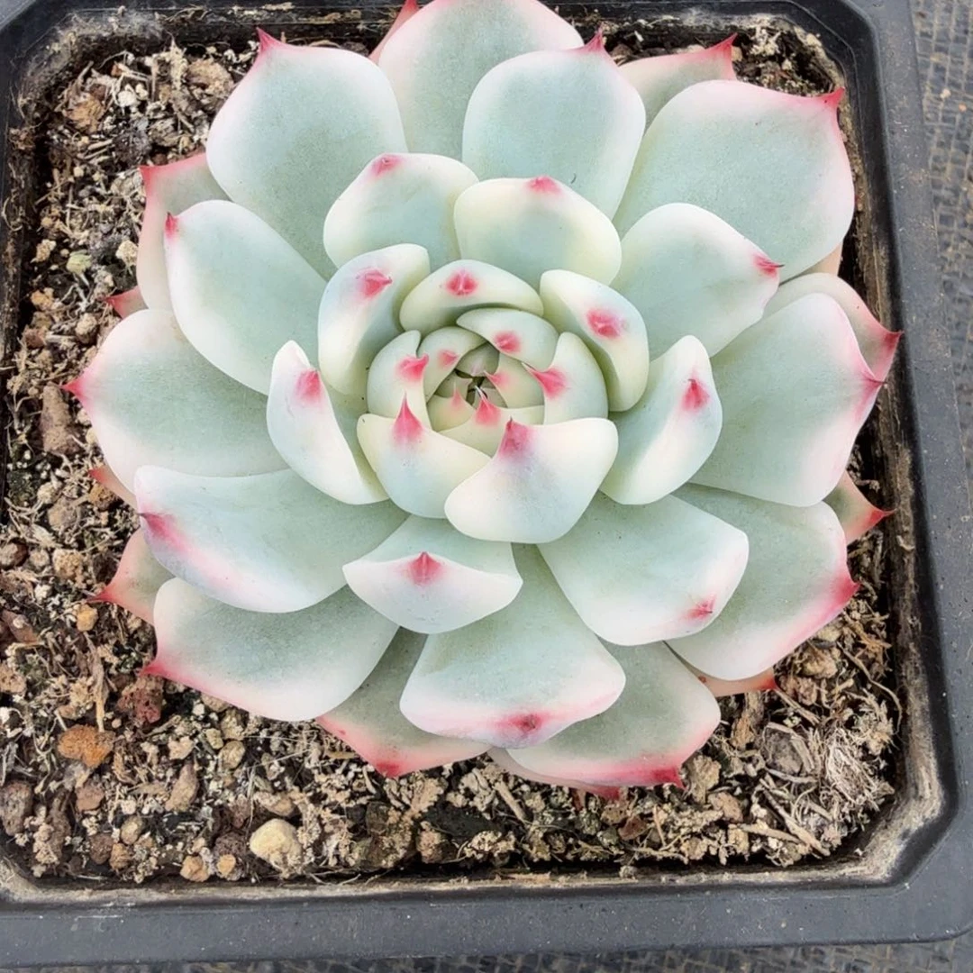 快***生吉娃娃锦锦上园艺一物一拍