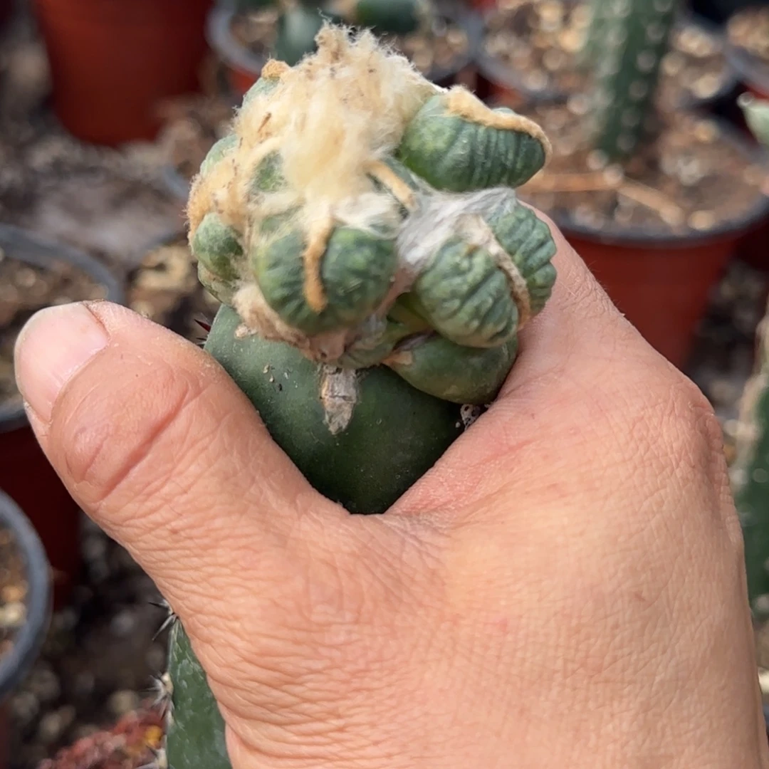 无花朵花锦蛋蛋8888