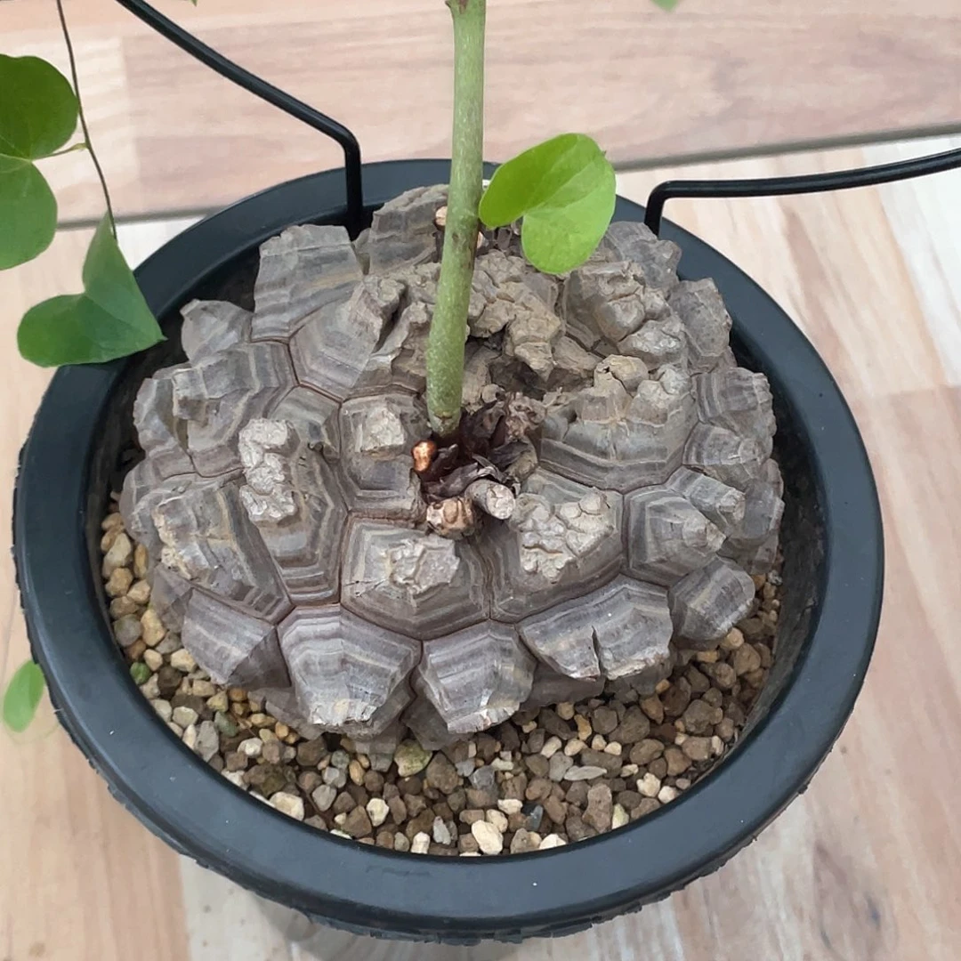 飘****?6号日系剑甲龟带盆