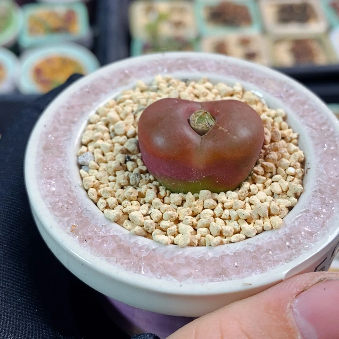 2595-一物一拍带盆 蟠桃1801.1