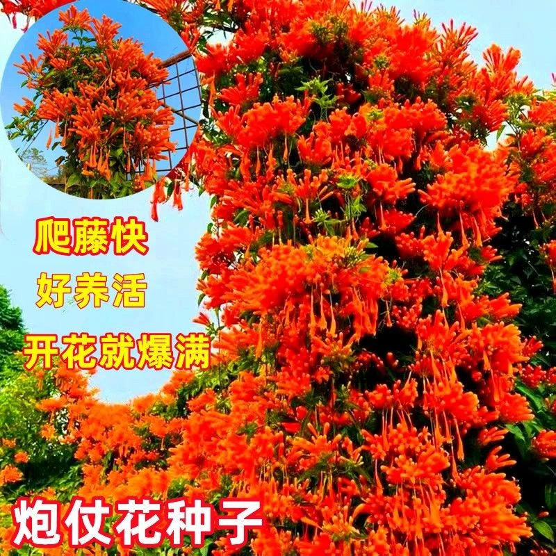 炮仗花种子爬藤花卉大全四季种植绿植盆栽庭院围墙老藤垂吊多年生