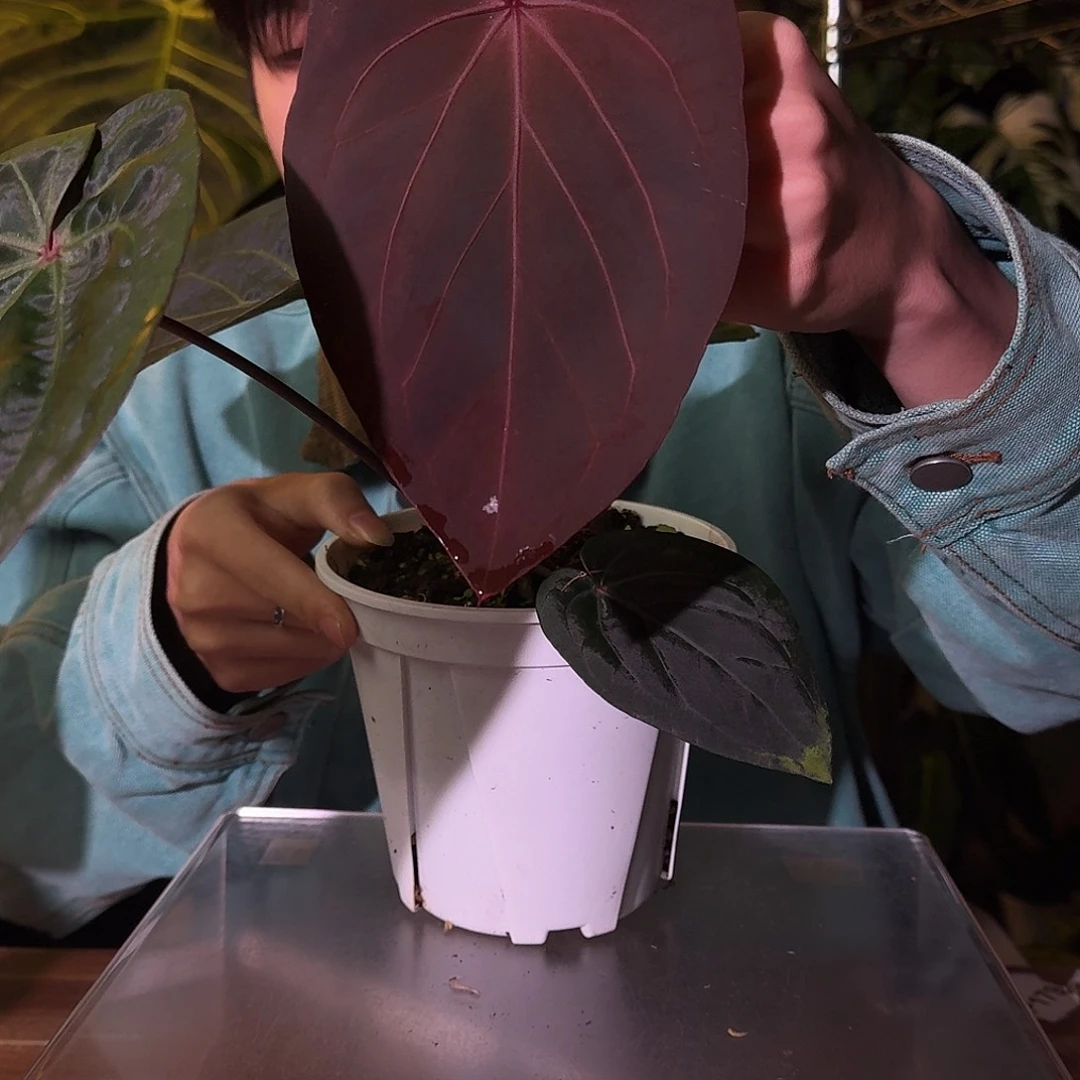 不开花植物B60黑桃杂kos