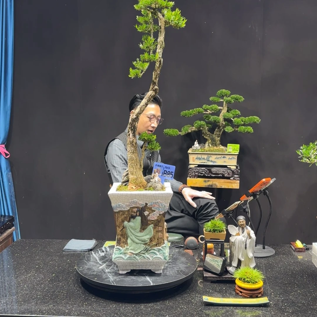 以实际为准黄杨室内室外盆景艺术