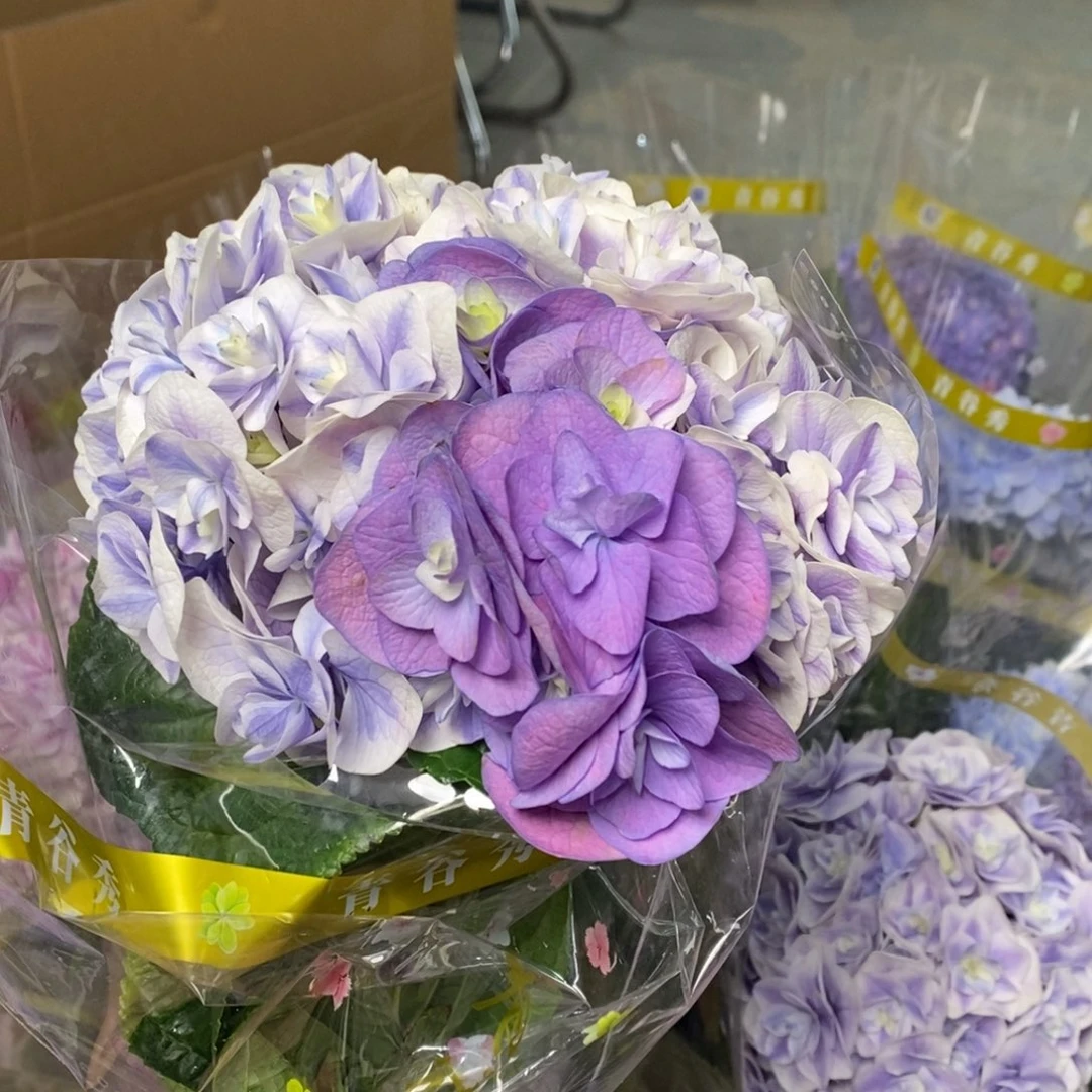 17号3支绣球/有色差介意勿拍（3单冷链包邮，偏远补运费发德邦）