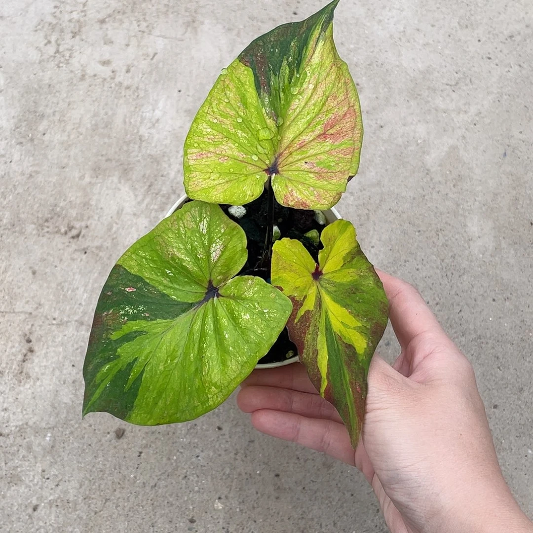 无花朵月神养定发货