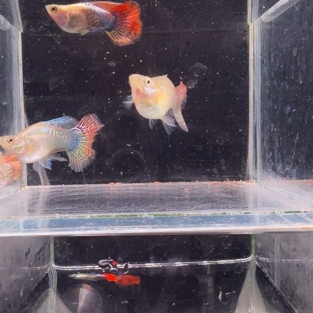 孔雀鱼七彩龙鳞球2对