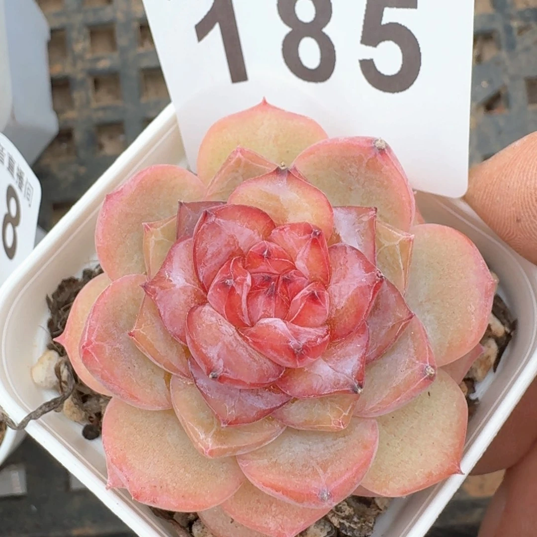 孤品         多肉植物