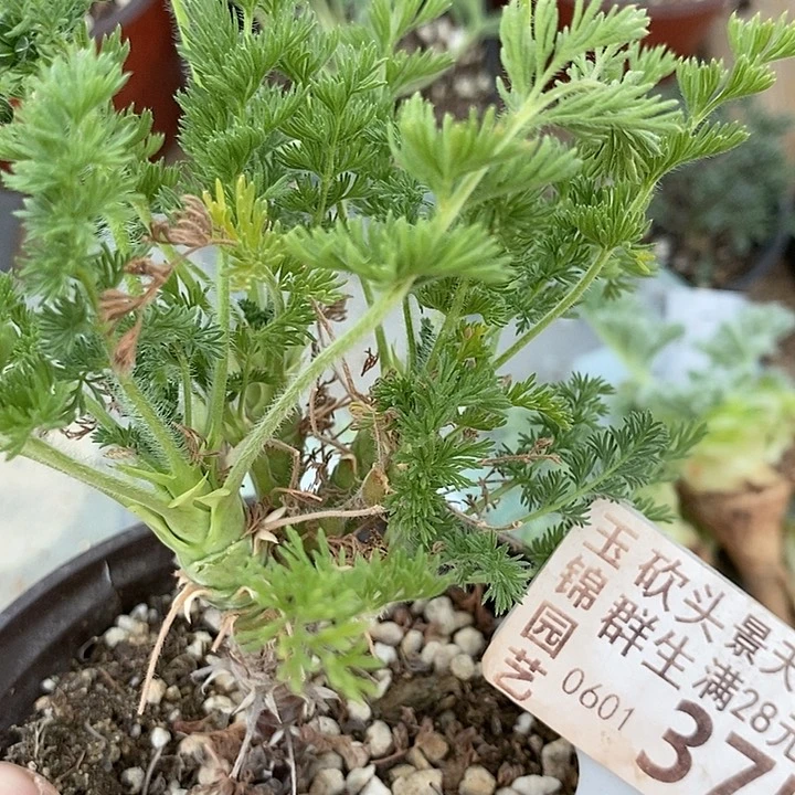 坞*吴375一一一一一一一一一