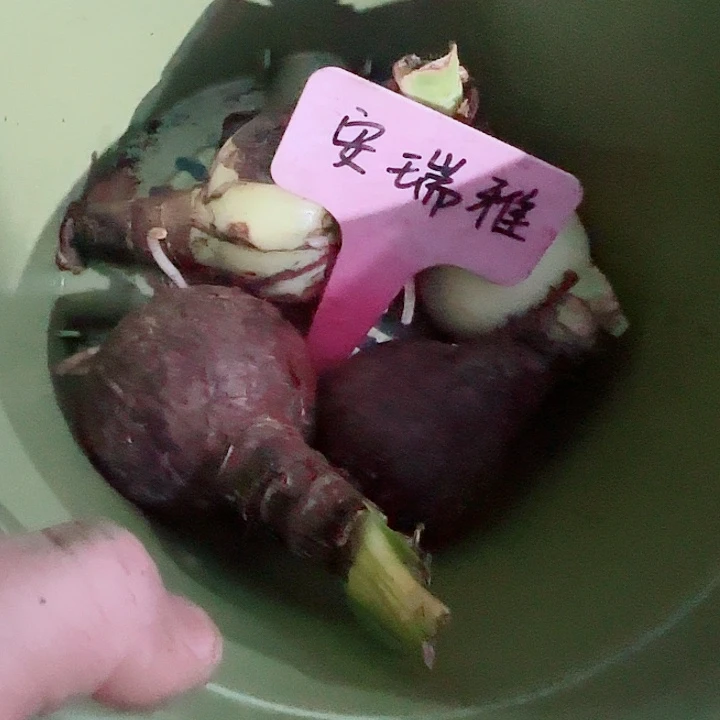 安瑞雅4颗，裸球发