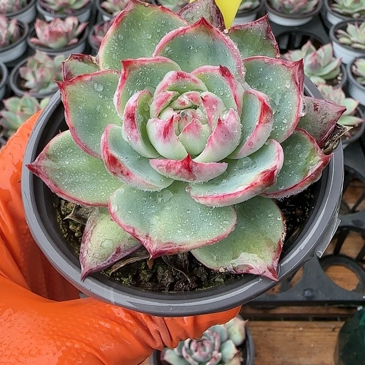 178 惊鸿仙子多肉植物6-9cm