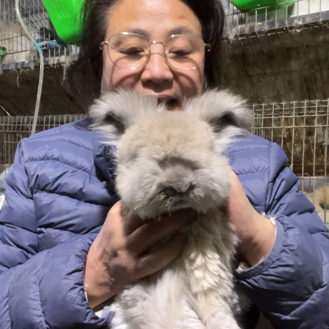 双血统英系安哥拉兔