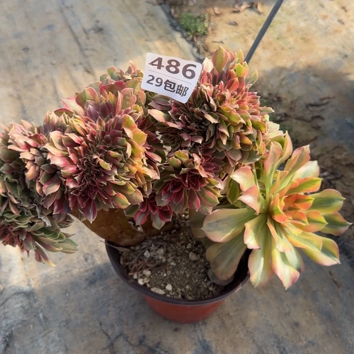 红袖……多肉植物的