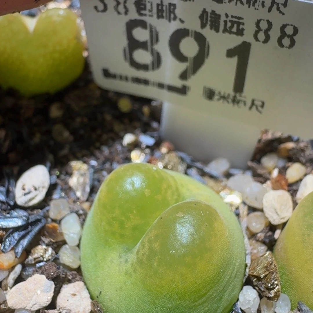 Sssss生石花肉891