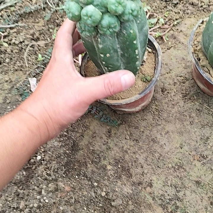 唐***炸无刺毛花柱柱嫁接鱼