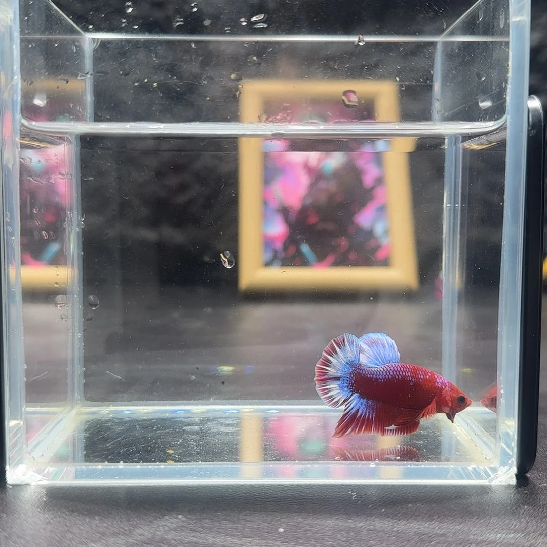 斗鱼十二月二十五日