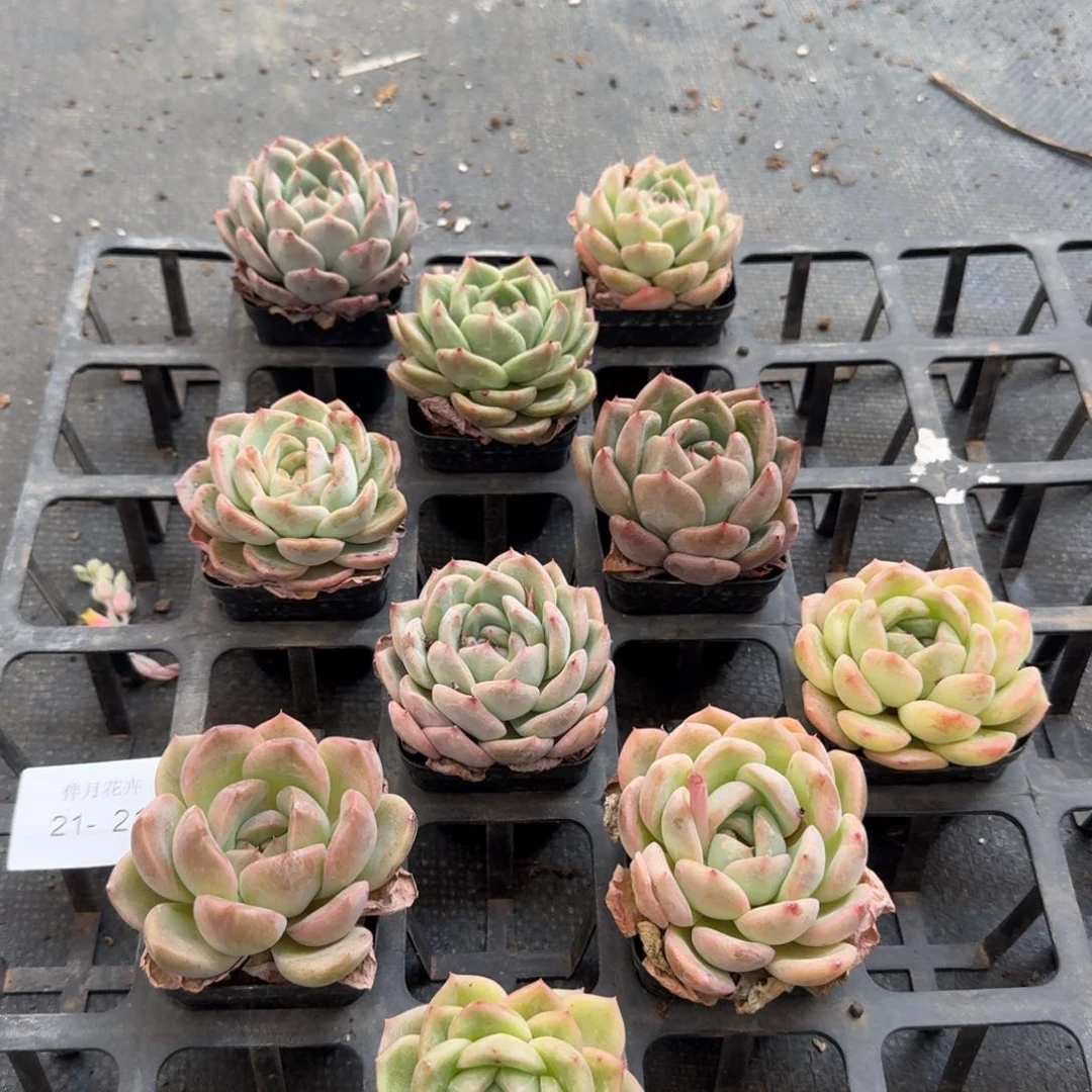 149珍妮里的绿的量拍十棵21-21