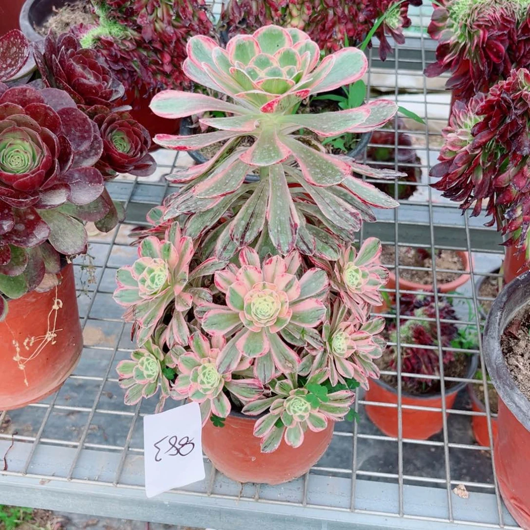 S*苏883微锦锦多肉植物