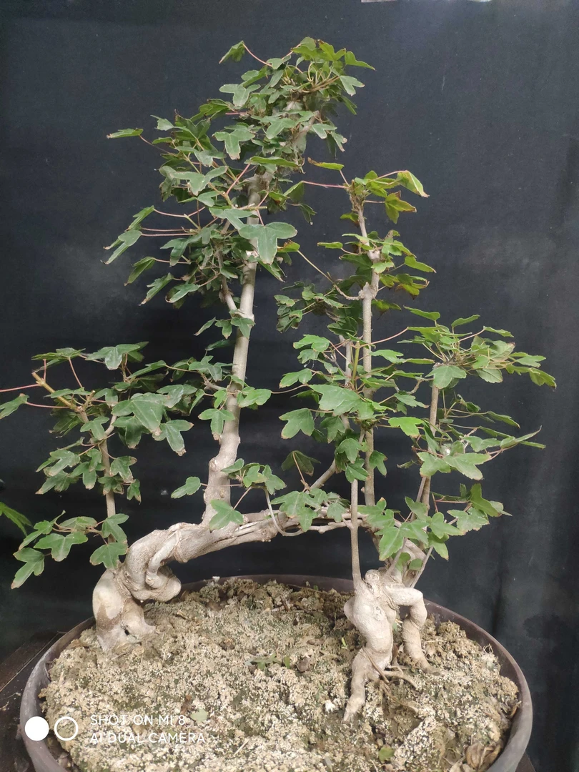 小叶金弹子桃金娘石楠花水杨梅红芽，唐枫三角枫盆景年轻老桩盆栽