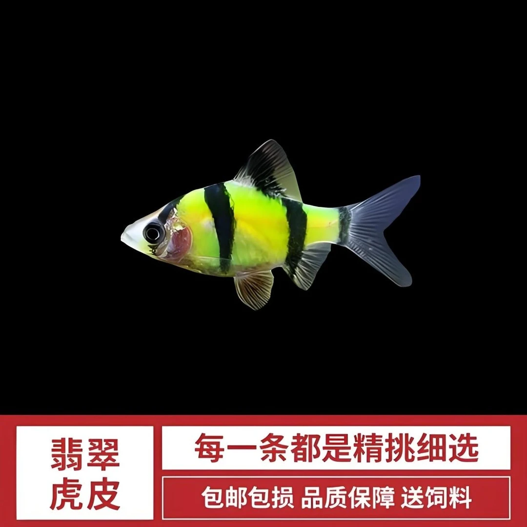 翡翠虎皮新手热带鱼观赏鱼小型淡水好养翡翠虎皮鲜活小鱼包邮活鱼