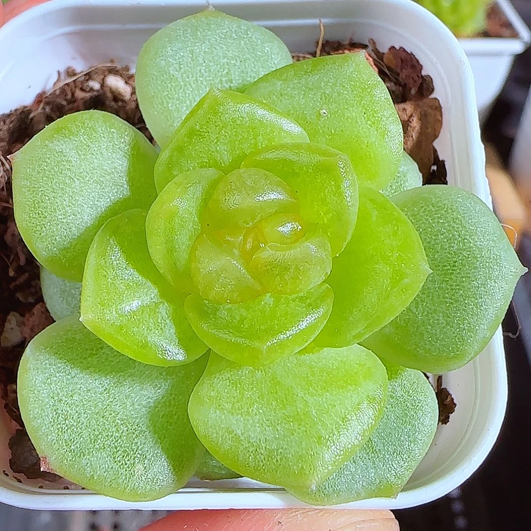 多肉0629-247碧琉璃一物一拍带盆带土发货