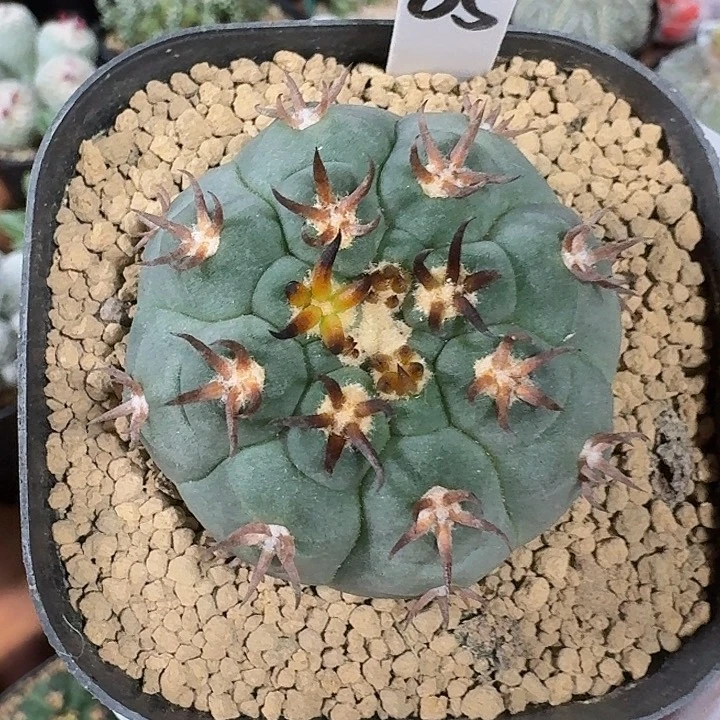 05号猫爪仙人球123