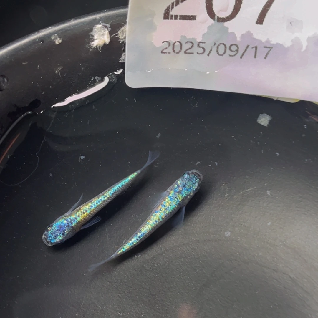 青鳉207海王星无背鳍一对