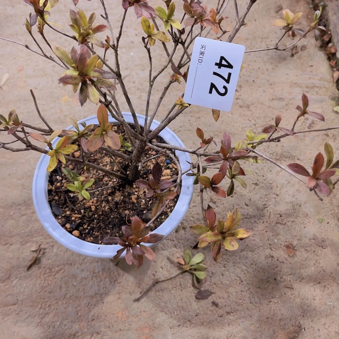 红陶直播时间一直一直