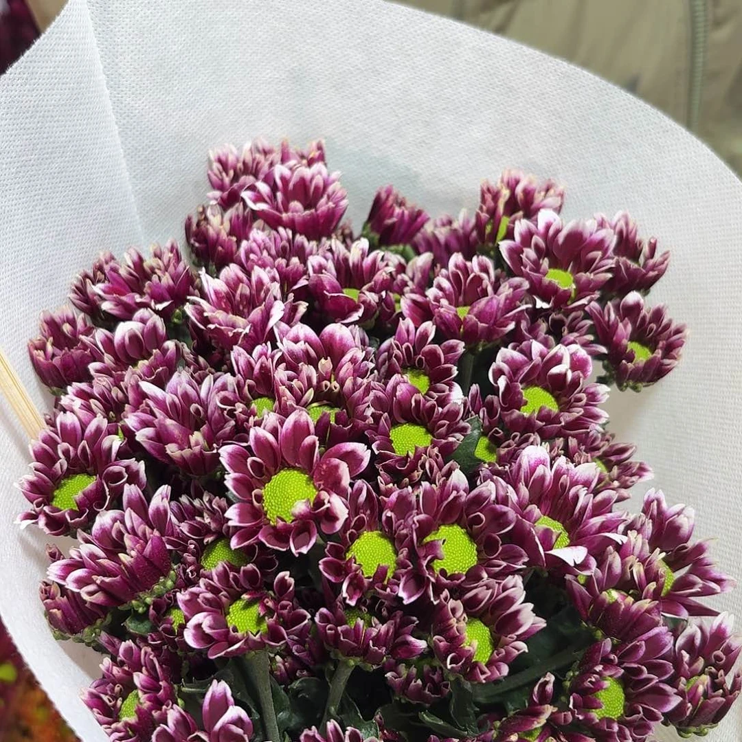 海南 大把头陪伴紫小菊10支