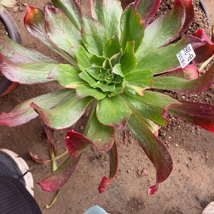 用***2269魅影七彩多肉，12345679123456