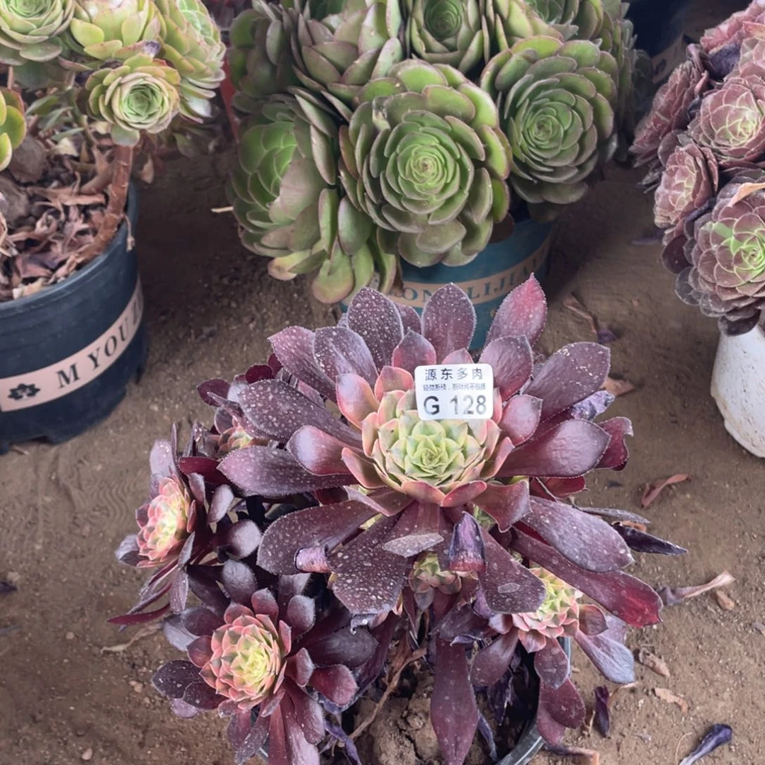 128祝融多肉法师断枝不包