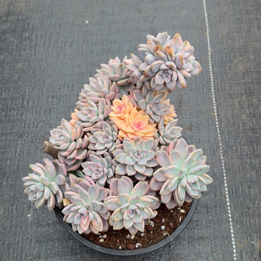 淡雪锦群锦上园艺一物一拍